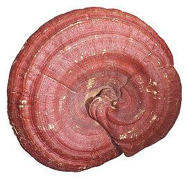 《七龙珠 电光炸裂》首弹DLC“正义英雄”1月24日上线 